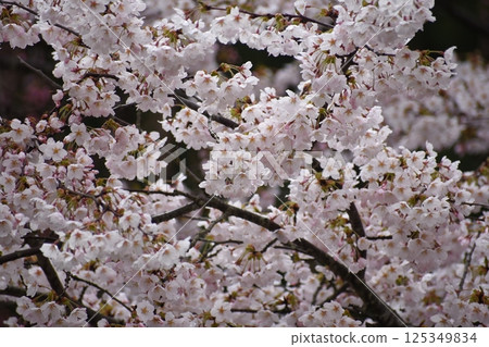 Cherry Blossoms Cherry Blossoms 125349834