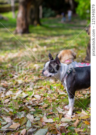 My beloved dogs, Boston Terrier and Kaninchen Dachshund, playing in the park 125349879