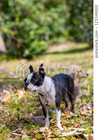 My beloved dogs, Boston Terrier and Kaninchen Dachshund, playing in the park 125349882