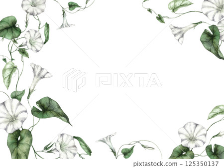 Morning glory plant with white funnel-shaped flowers and green leaves. Watercolor rectangular frame is perfect for botanical prints, wedding invitations, textile patterns and eco-style designs. 125350137