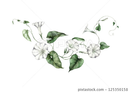 Morning glory plant with delicate white trumpet-shaped flowers and green leaves. Watercolor illustration is perfect for botanical prints, wedding invitations, textile patterns and eco-style designs. Morning glory plant with delicate white trumpet-shaped flowers and green leaves. Watercolor illustration is perfect for botanical prints, wedding invitations, textile patterns and eco-style designs. 125350158