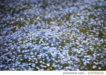 Nemophila盛開 Nemophila盛開 125350210