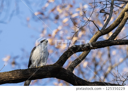The Northern Goshawk, the apex of the natural world 125350229