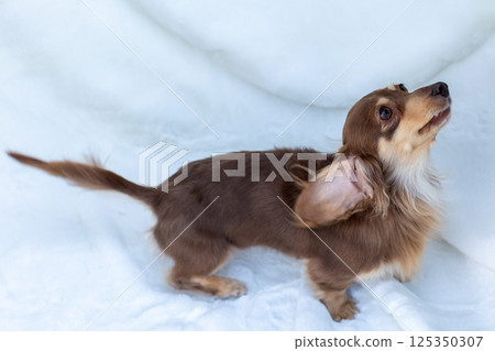 卡寧金臘腸犬成年犬巧克力黃色 卡寧金臘腸犬成年犬巧克力黃色 125350307