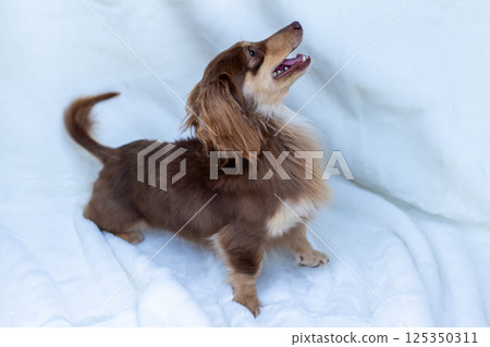 卡寧金臘腸犬成年犬巧克力黃色 125350311