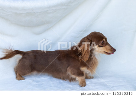 卡寧金臘腸犬成年犬巧克力黃色 125350315