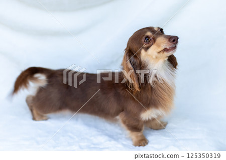 卡寧金臘腸犬成年犬巧克力黃色 卡寧金臘腸犬成年犬巧克力黃色 125350319