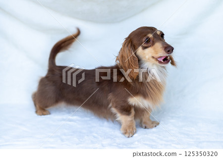 Kaninchen Dachshund Adult Dog Chocolate Yellow Kaninchen Dachshund Adult Dog Chocolate Yellow 125350320