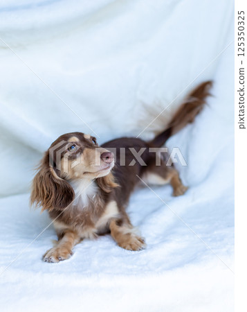 Kaninchen Dachshund Adult Dog Chocolate Yellow Kaninchen Dachshund Adult Dog Chocolate Yellow 125350325