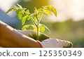 Person holding a young tomato plant in gloves, nurturing and planting in sunlight, gardening concept 125350349