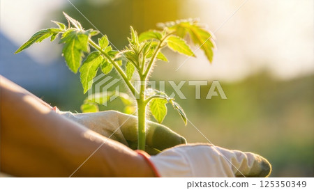 Person holding a young tomato plant in gloves, nurturing and planting in sunlight, gardening concept 125350349