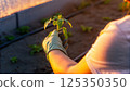Person planting a young tomato seedling in a garden bed, nurturing in warm sunlight, gardening activity 125350350
