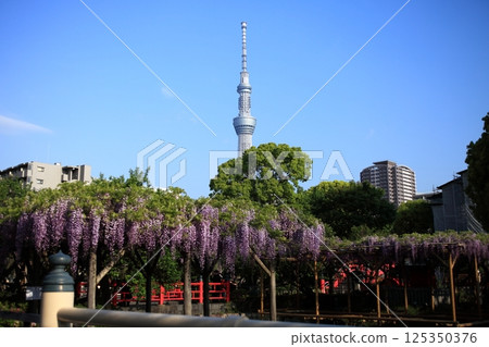 Wisteria trellis and Tokyo sky tree 125350376