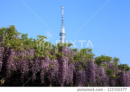 Wisteria trellis and Tokyo sky tree 125350377