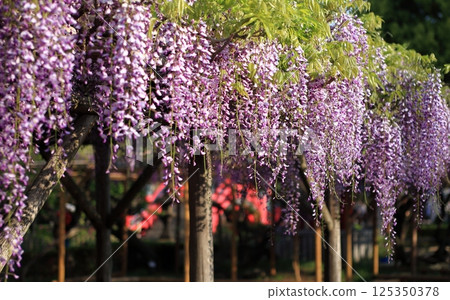 Large bunch of wisteria flowers in full bloom 125350378