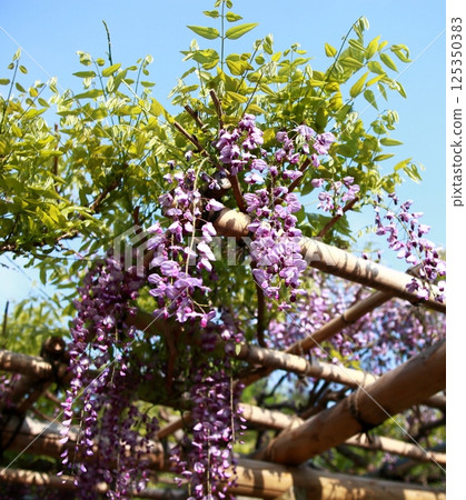 扶餘的花特寫 扶餘的花特寫 125350383