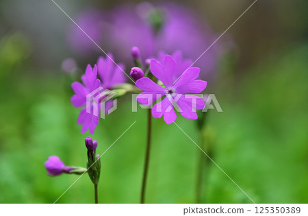 盛開的報春花 125350389