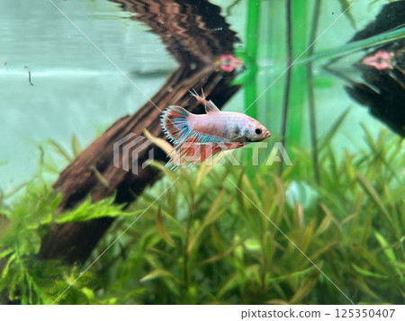 Crowntail Placut Beta Male Crowntail Placut Beta Male 125350407