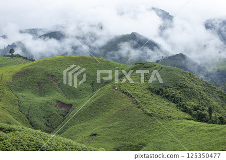 Landscape of Morning Mist with Mountain Layer. mountain ridge and clouds in rural jungle bush forest 125350477