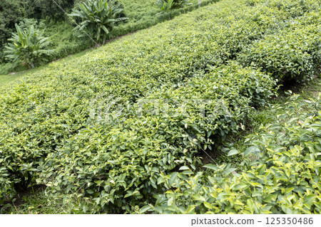 Green tea leaf in the morning, tea plantation 125350486