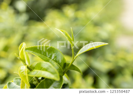 Green tea leaf in the morning, tea plantation 125350487