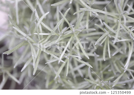 Fresh Rosemary Herb grow outdoor. Rosemary leaves Close-up. 125350499