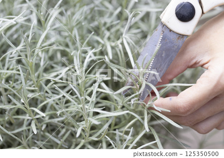 Fresh Rosemary Herb grow outdoor. Rosemary leaves Close-up. 125350500