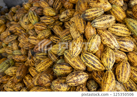 Cocoa beans and cocoa pod on a wooden surface. Cocoa beans and cocoa pod on a wooden surface. 125350506