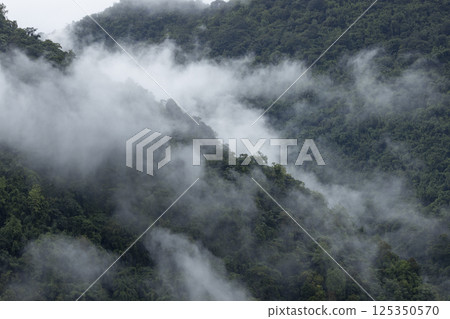 Landscape of Morning Mist with Mountain Layer. mountain ridge and clouds in rural jungle bush forest 125350570