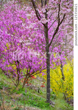 Spring in full bloom: Azaleas, flowering peaches, and forsythias 125350621