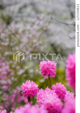 Spring in full bloom, Yoshino azalea and peach blossoms, cherry blossom background 10 125350631