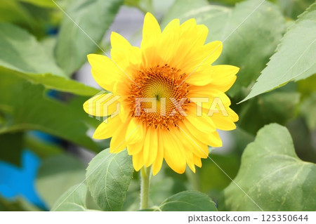 A close-up photo of sunflowers A close-up photo of sunflowers 125350644