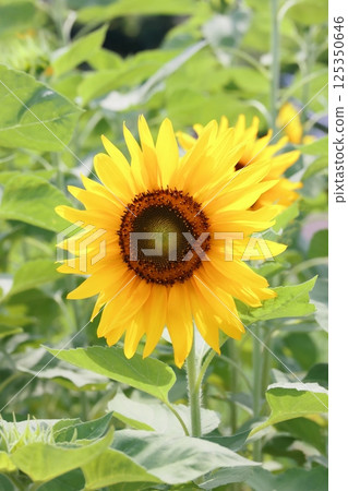向日葵的特寫照片 125350646