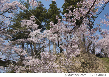 Cherry blossoms in full bloom at Takato Castle Park - Shirato Bridge, Ina City, Nagano Prefecture Cherry blossoms in full bloom at Takato Castle Park - Shirato Bridge, Ina City, Nagano Prefecture 125350881