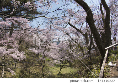 長野縣伊那市高遠城公園櫻花盛開 長野縣伊那市高遠城公園櫻花盛開 125350882