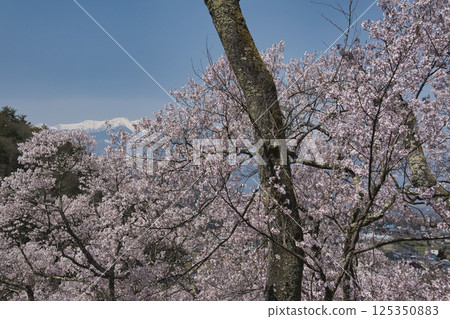 長野縣伊那市高遠城跡公園櫻花盛開，中央阿爾卑斯山殘雪未盡 125350883