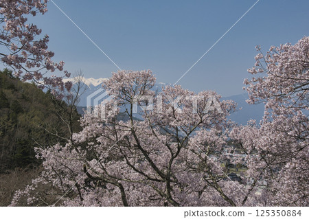 長野縣伊那市高遠城跡公園櫻花盛開,中央阿爾卑斯山殘雪未盡 長野縣伊那市高遠城跡公園櫻花盛開,中央阿爾卑斯山殘雪未盡 125350884