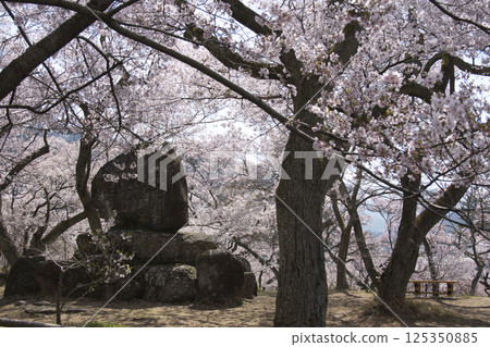 長野縣伊那市高遠城公園櫻花盛開 長野縣伊那市高遠城公園櫻花盛開 125350885