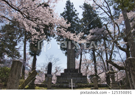 Cherry blossoms in full bloom at Takato Castle Park, Ina City, Nagano Prefecture 125350891
