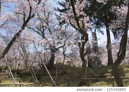 長野縣伊那市高遠城公園櫻花盛開 125350893