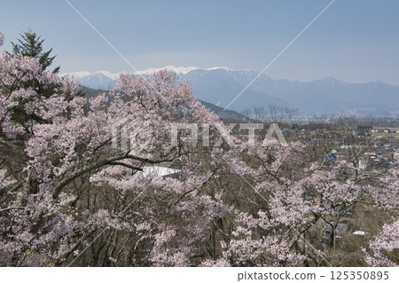 長野縣伊那市高遠城跡公園櫻花盛開，中央阿爾卑斯山殘雪未盡 125350895