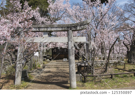 Cherry blossoms in full bloom at Takato Castle Ruins Park, Shinjo Fujiwara Shrine, Ina City, Nagano Prefecture Cherry blossoms in full bloom at Takato Castle Ruins Park, Shinjo Fujiwara Shrine, Ina City, Nagano Prefecture 125350897