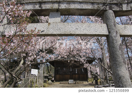 Cherry blossoms in full bloom at Takato Castle Ruins Park, Shinjo Fujiwara Shrine, Ina City, Nagano Prefecture Cherry blossoms in full bloom at Takato Castle Ruins Park, Shinjo Fujiwara Shrine, Ina City, Nagano Prefecture 125350899