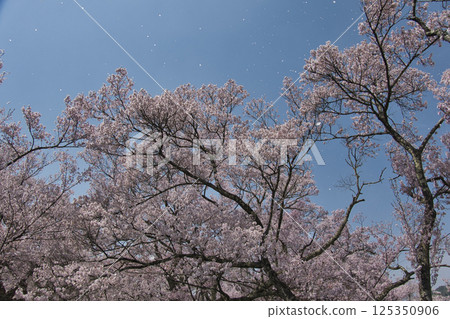 Cherry blossoms in full bloom at Takato Castle Park, Ina City, Nagano Prefecture 125350906
