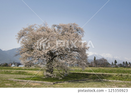 Sunuma's cherry tree in full bloom and the remaining snow on the Tateyama mountain range, Omachi City, Nagano Prefecture Sunuma's cherry tree in full bloom and the remaining snow on the Tateyama mountain range, Omachi City, Nagano Prefecture 125350923