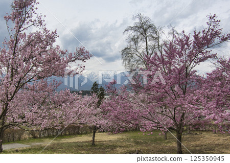 Cherry blossoms in full bloom in the Civic Forest and remaining snow on the Northern Alps, Omachi City, Nagano Prefecture Cherry blossoms in full bloom in the Civic Forest and remaining snow on the Northern Alps, Omachi City, Nagano Prefecture 125350945
