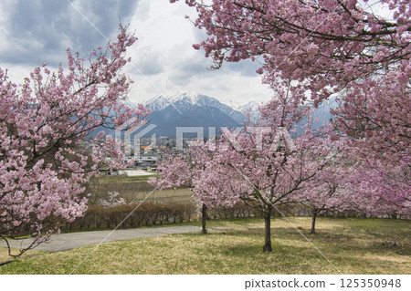 Cherry blossoms in full bloom in the Civic Forest and remaining snow on the Northern Alps, Omachi City, Nagano Prefecture 125350948