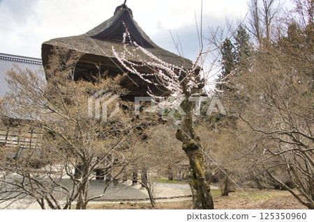 櫻花季的長野縣大町靈聖寺 櫻花季的長野縣大町靈聖寺 125350960
