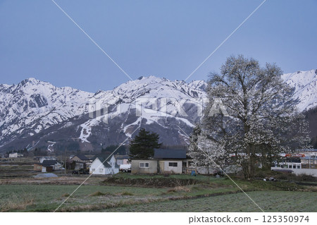 長野縣白馬村日出前盛開的木蘭花和白雪皚皚的白馬山脈 125350974