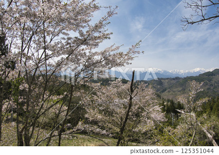 長野縣池田町六鄉二本鬆的櫻花盛開,北阿爾卑斯山的殘雪 長野縣池田町六鄉二本鬆的櫻花盛開,北阿爾卑斯山的殘雪 125351044